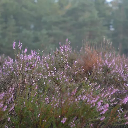 De Loenense Bossen Bed & Breakfast *