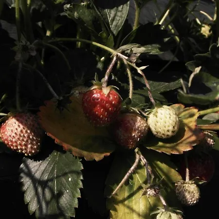 De Loenense Bossen Frühstückspension Loenen