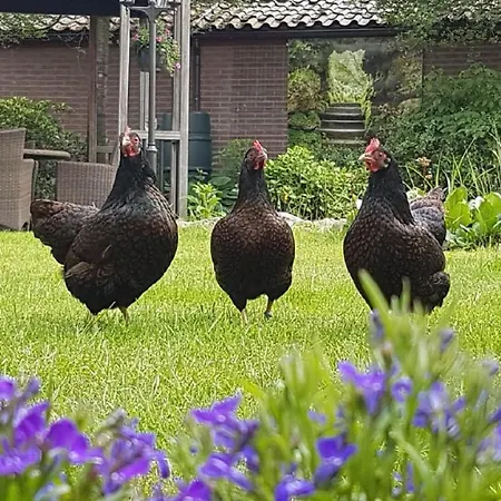 De Loenense Bossen Bed & Breakfast Loenen
