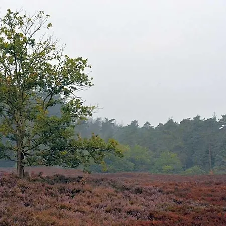 De Loenense Bossen