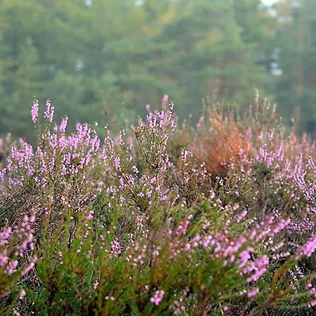 De Loenense Bossen Bed & Breakfast Loenen