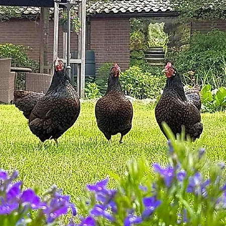 De Loenense Bossen