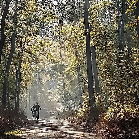 De Loenense Bossen Loenen