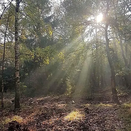 De Loenense Bossen Loenen
