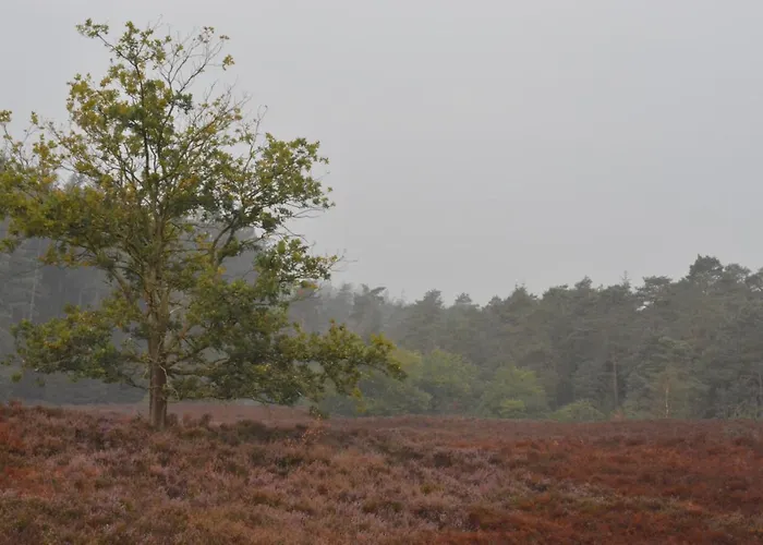 De Loenense Bossen Bed & Breakfast