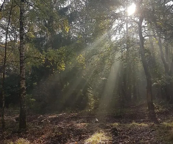 Bed & Breakfast De Loenense Bossen