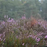 De Loenense Bossen Bed & Breakfast 3*