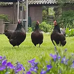 De Loenense Bossen Bed & Breakfast Loenen