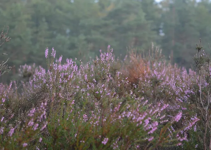 De Loenense Bossen ベッド・アンド・ブレックファスト 3*