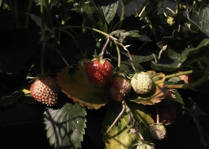 De Loenense Bossen ベッド・アンド・ブレックファスト ルーネン