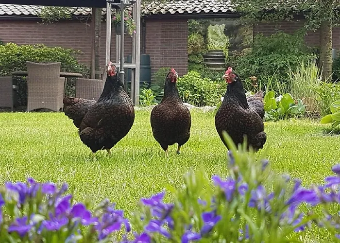 De Loenense Bossen ベッド・アンド・ブレックファスト ルーネン